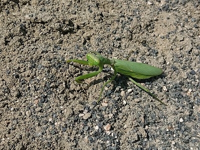 変わった応援者～カマキリ編～